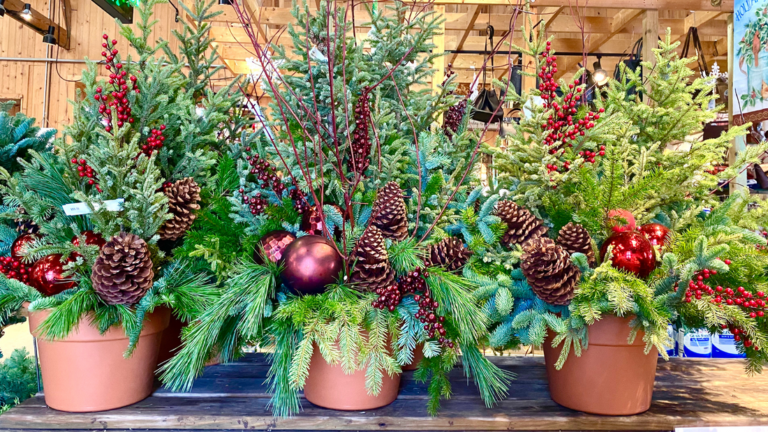Winter Evergreen Containers: Create Year-Round Blooms