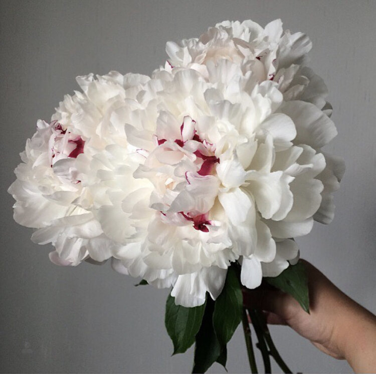 Peony Varieties 2026: Trending Garden Picks