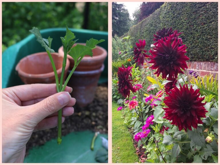 Summer dahlia cuttings: A Practical Garden Plan