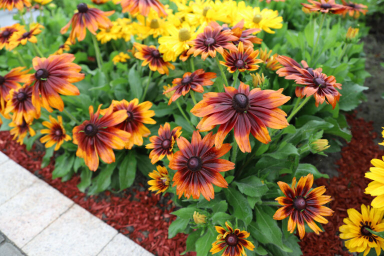 Autumn Rudbeckia Border Design for Color and Pollinators