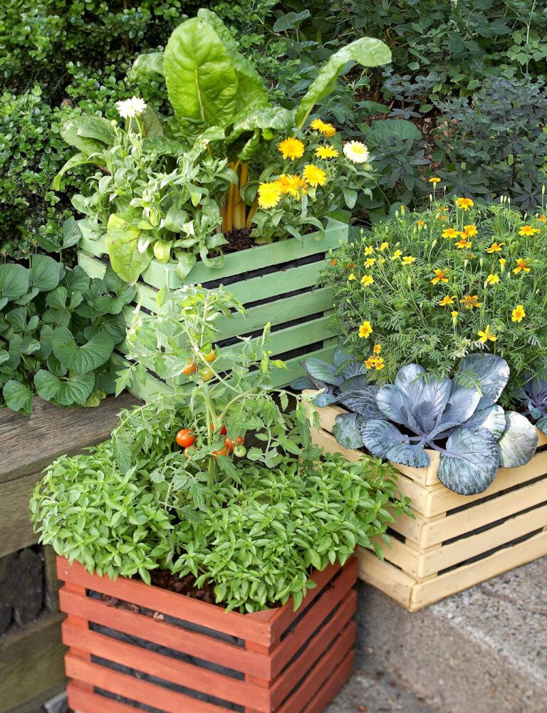 Tabletop Veggie Garden DIY Plans for Quick, Fresh Harvests