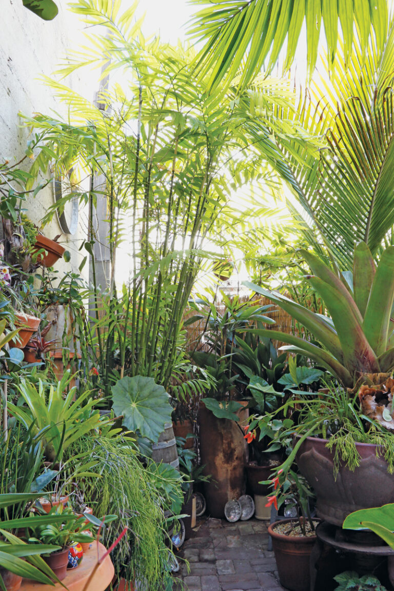 Jungle Container Garden Design Guide