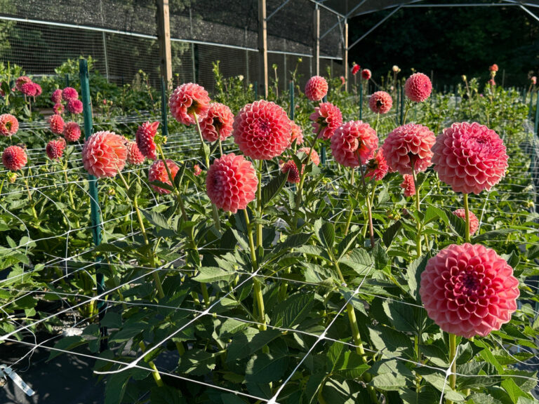 Dahlia Bloom Extension Tricks for Garden Vibes