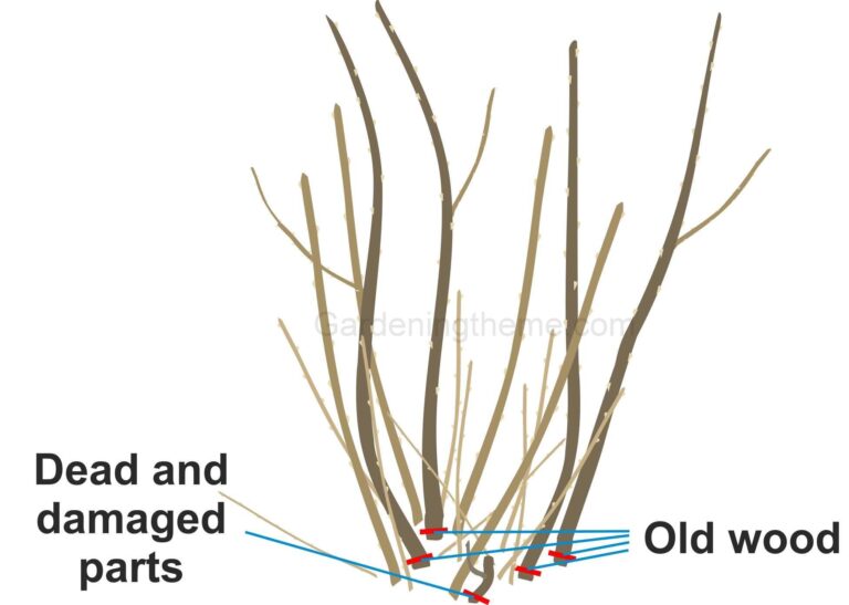 Blackcurrant Pruning: A Seasonal Care Calendar