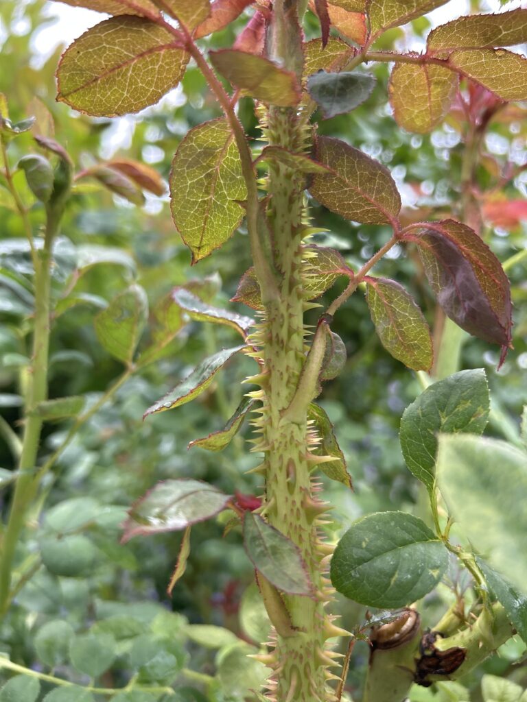 Climbing Rose Disease Prevention: Practical Guide