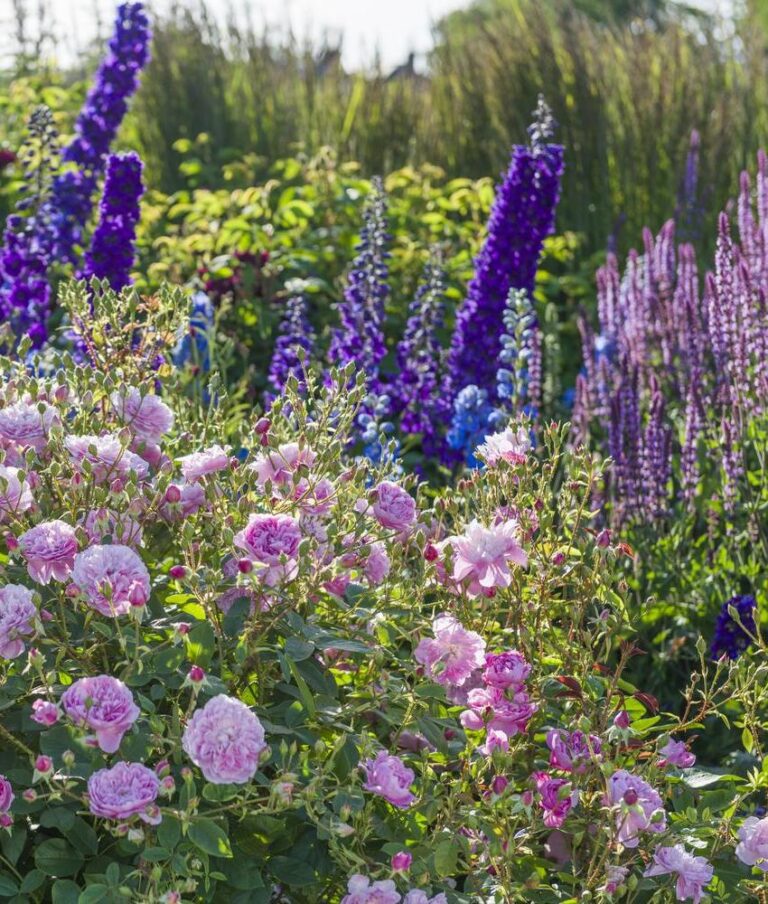 Garden Rose Companions: A Practical Guide to garden rose companions