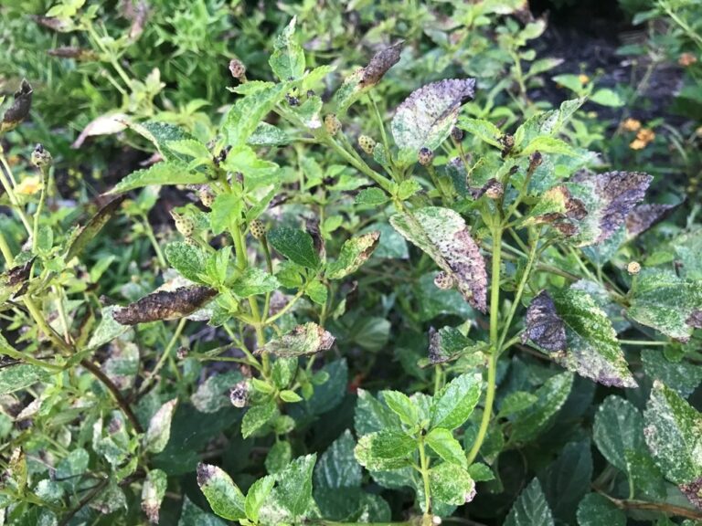 Lantana Pest Control Guide for Gardeners