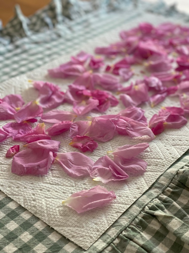 Cabbage Rose Petals: Creative Projects for Floral Delight