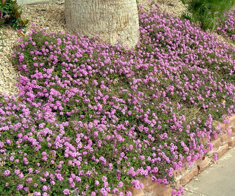 Lantana Ground Cover Varieties: Garden Guide