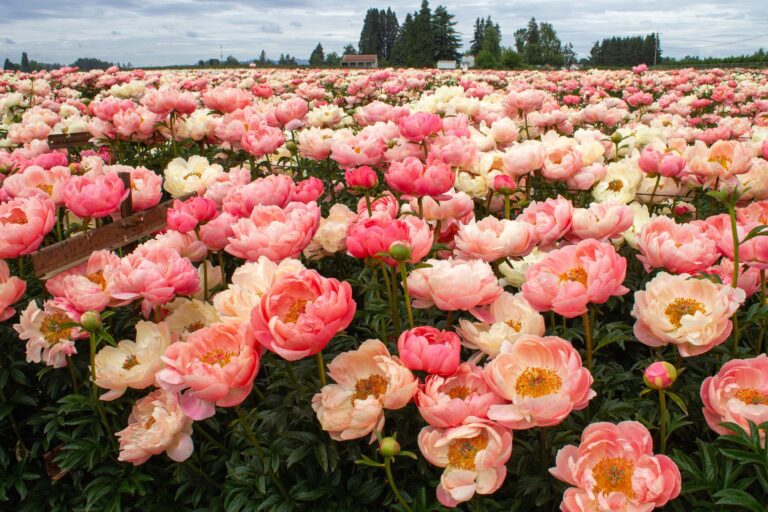 Peony Festival Guide: BloomHaven’s Scenic Road Trip