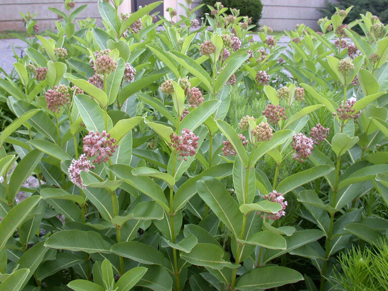 Native Milkweed Growing Guide for Pollinator Gardens