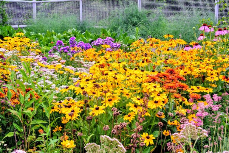 Wildflower Cutting Garden Plan: A Practical Guide