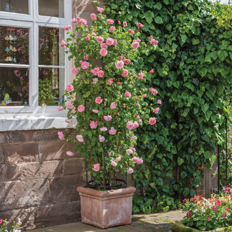 Climbing Rose Containers: Grow in Pots