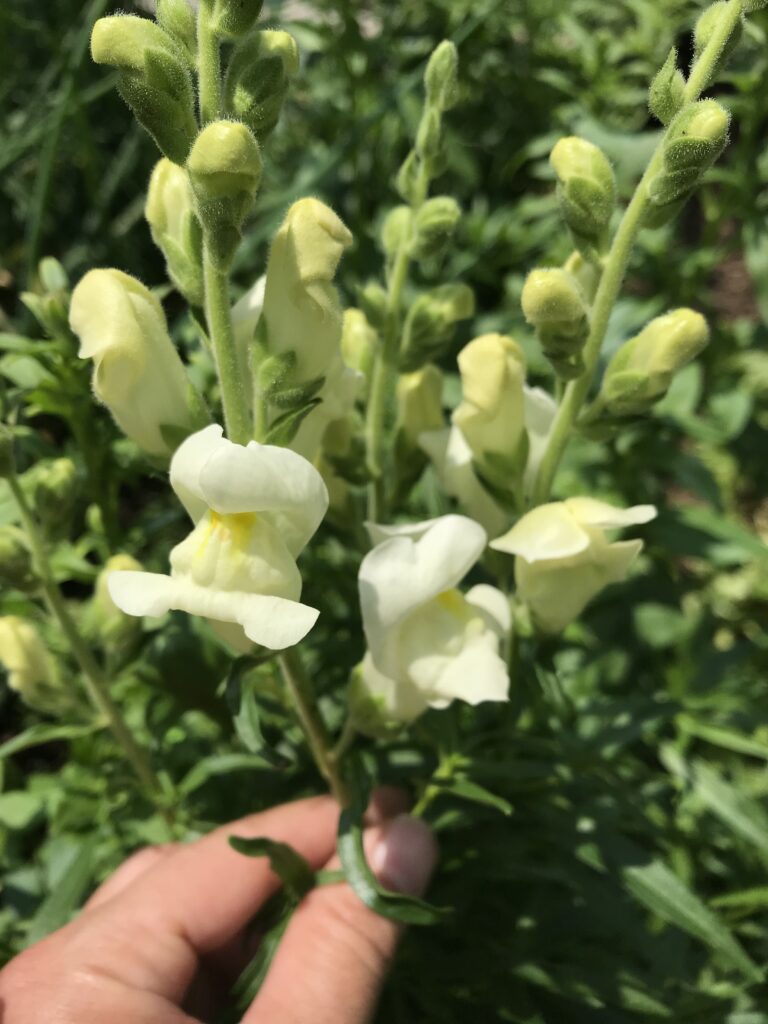 Snapdragon Winter Sowing Method: A Simple, Proven Guide