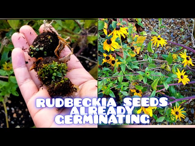 Rudbeckia Seed Saving for Autumn Blooms