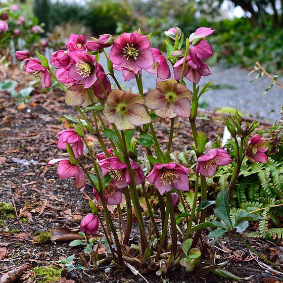Winter Hellebore Shade Garden: Plan, Plant, Thrive