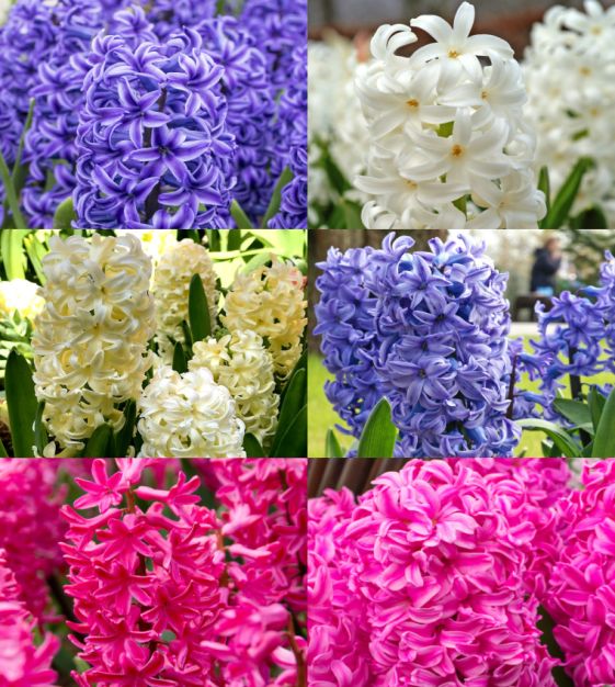 Spring Hyacinth Forcing Guide: How to Force Blooms