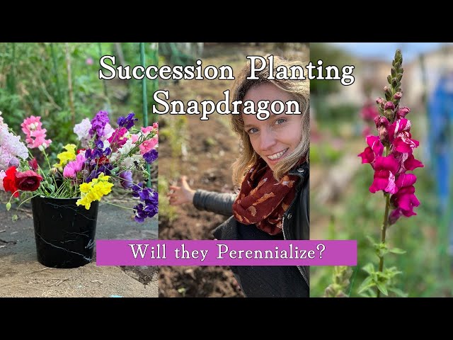 Snapdragon Succession Planting Guide for Year-Round Blooms