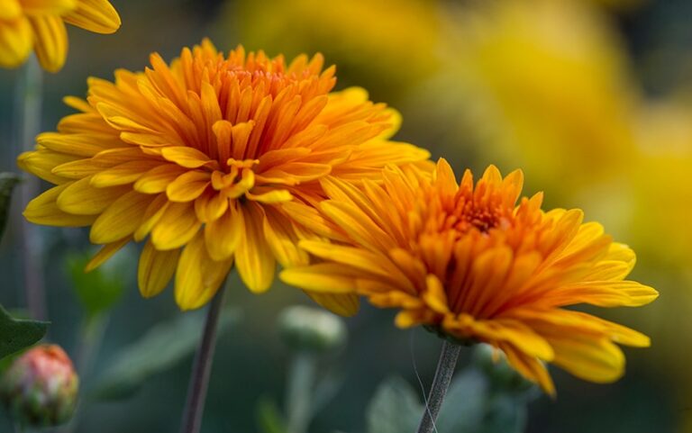 Autumn Chrysanthemum Varieties: A Gardener’s Guide