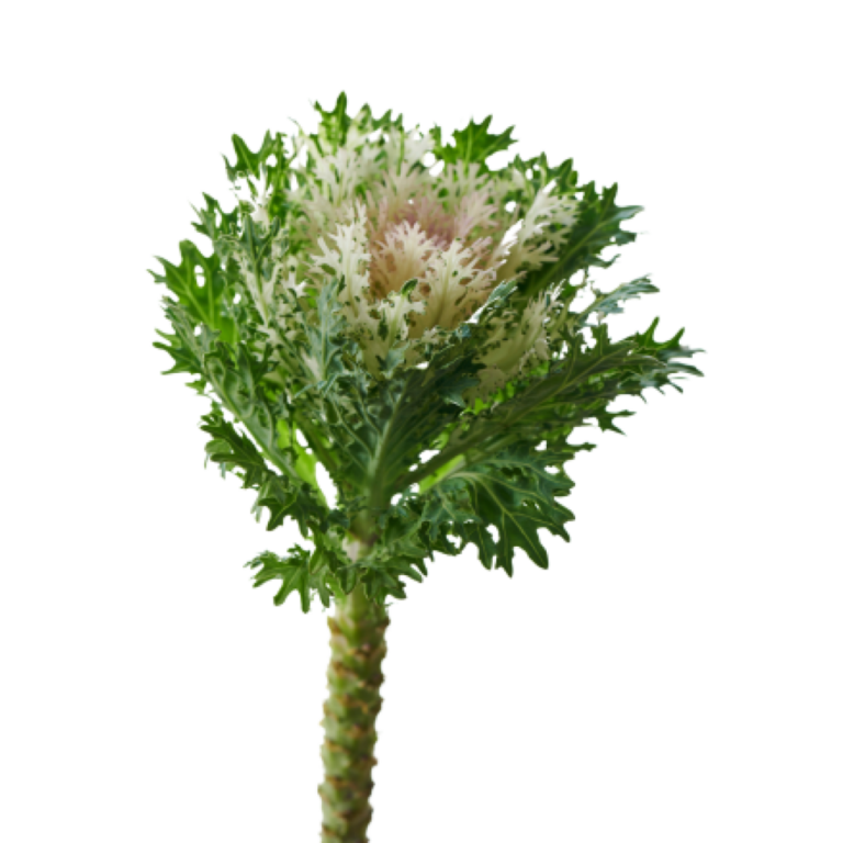 Mono Floral Cabbage Bouquets: Creative Arrangements